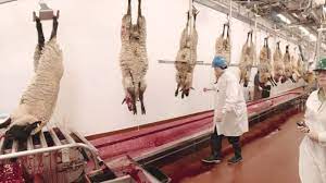 Sheep for Slaughter